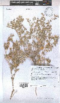 Hermannia minutiflora image