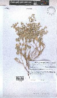 Hermannia minutiflora image
