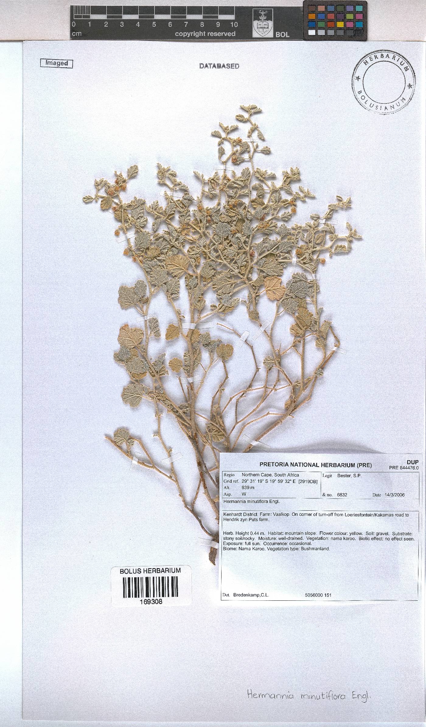 Hermannia minutiflora image