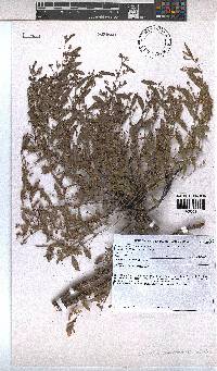 Hermannia parviflora image