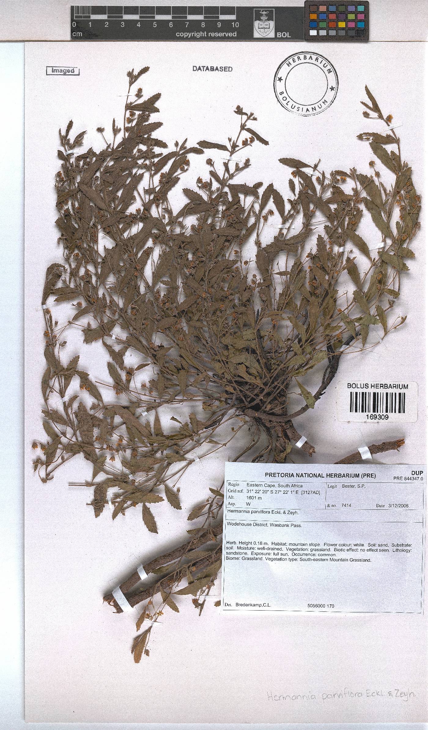 Hermannia image