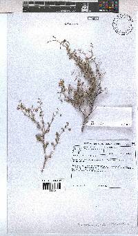 Hermannia spinosa image