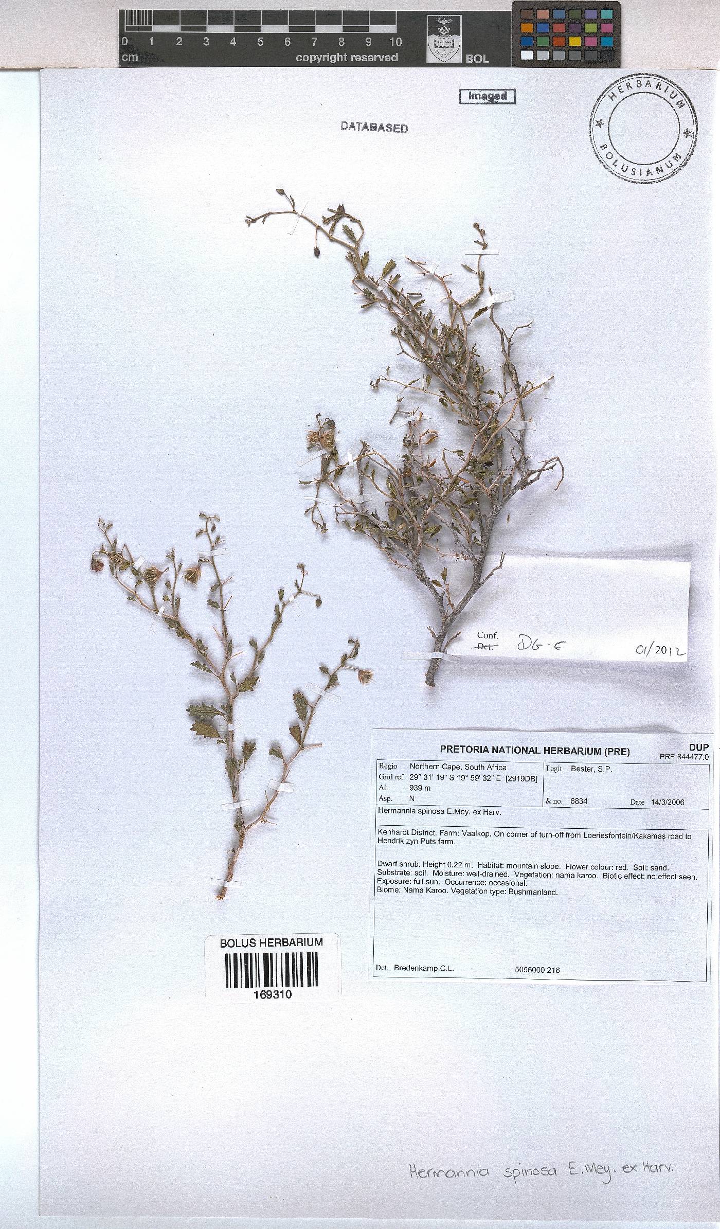 Hermannia spinosa image