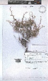 Hermannia spinosa image