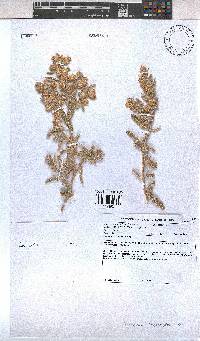 Hermannia disermifolia image