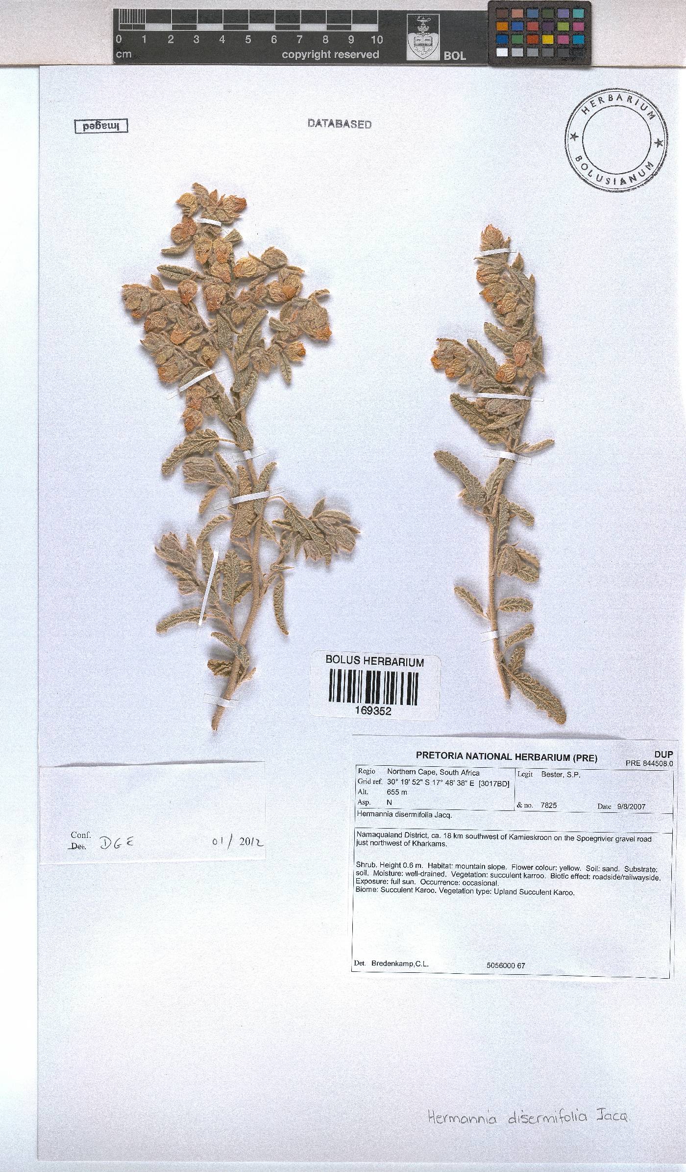 Hermannia disermifolia image