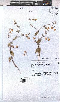 Hermannia stipitata image