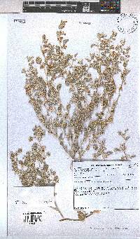 Hermannia minimifolia image