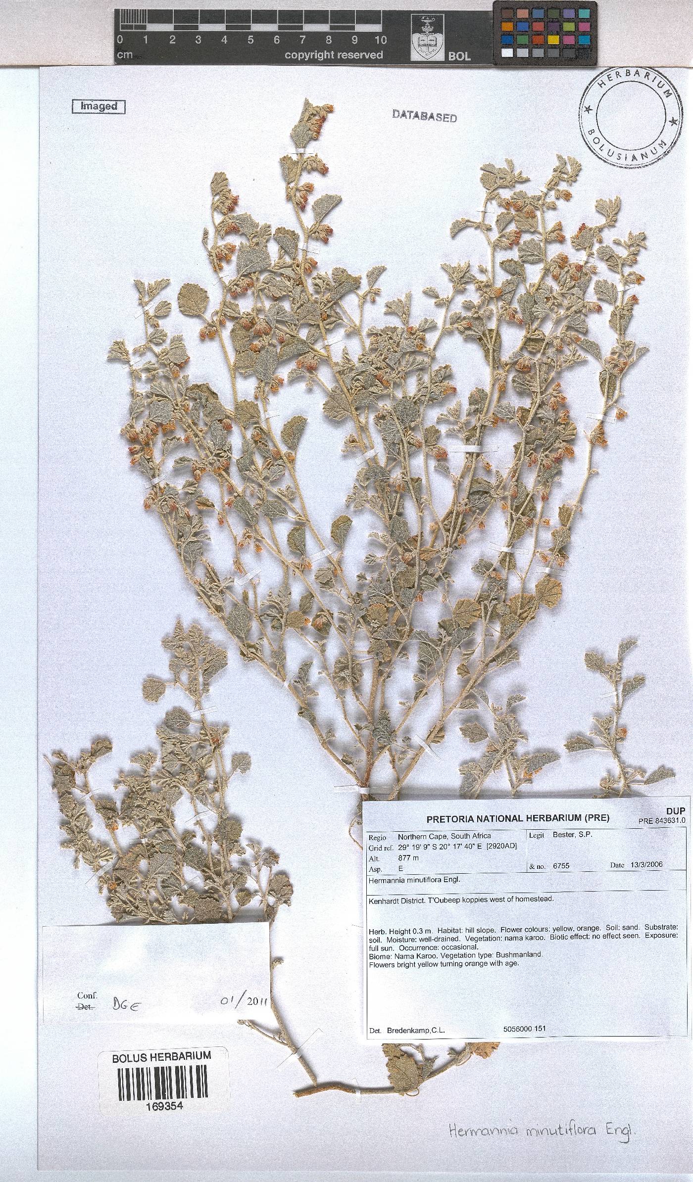 Hermannia minimifolia image