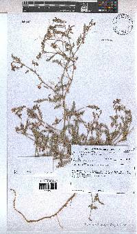 Hermannia bicolor image