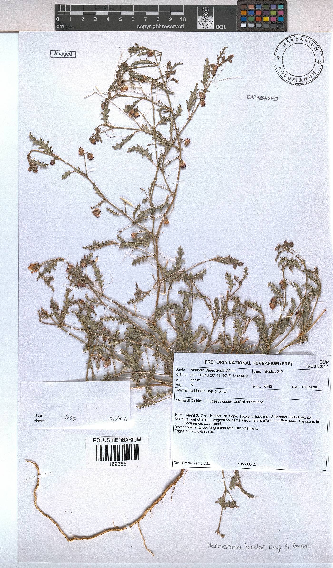 Hermannia bicolor image