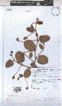 Hermannia cordata image