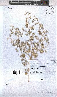 Hermannia minimifolia image