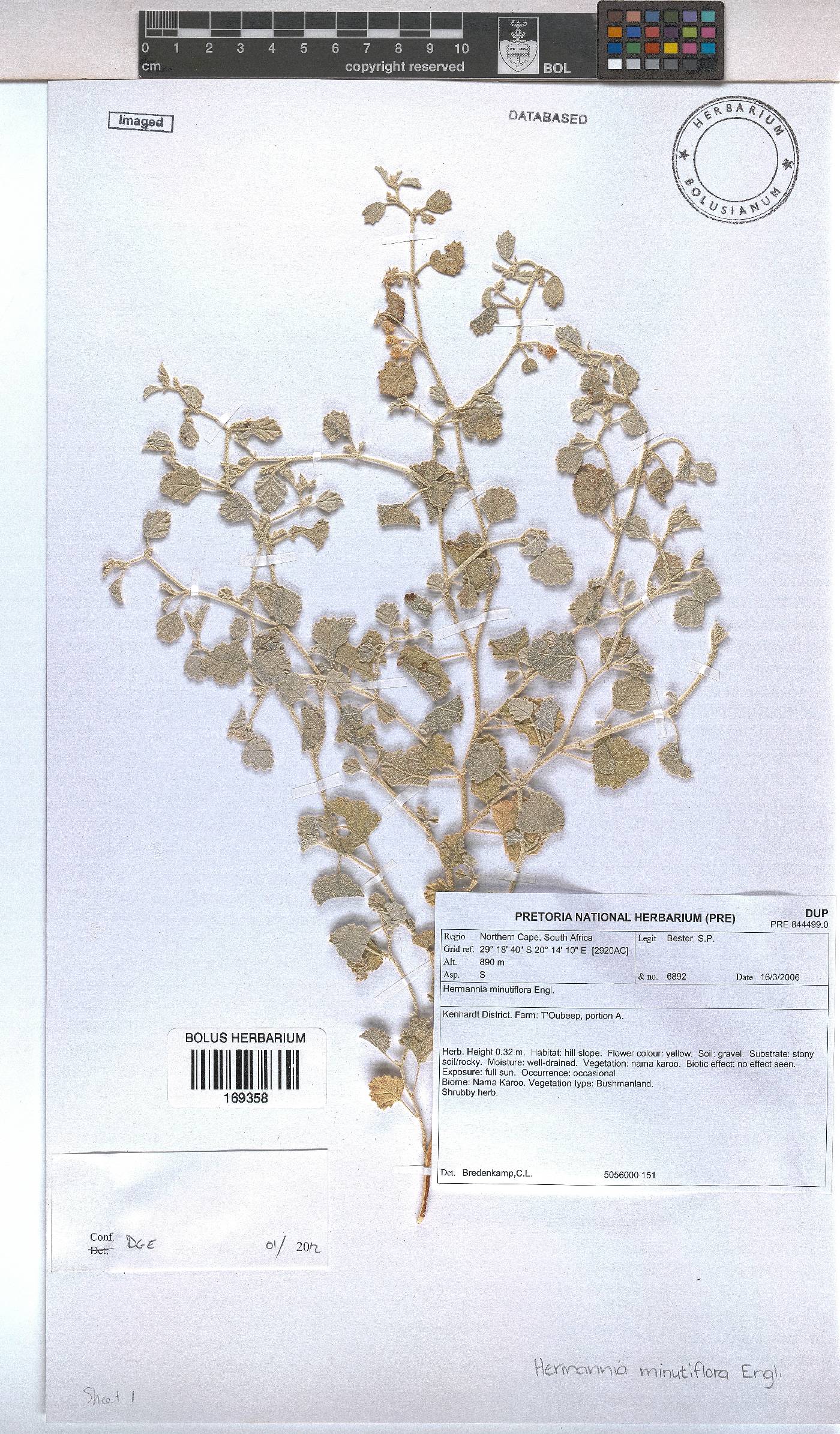 Hermannia minimifolia image