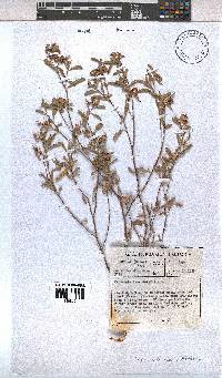 Hermannia lavandulifolia image
