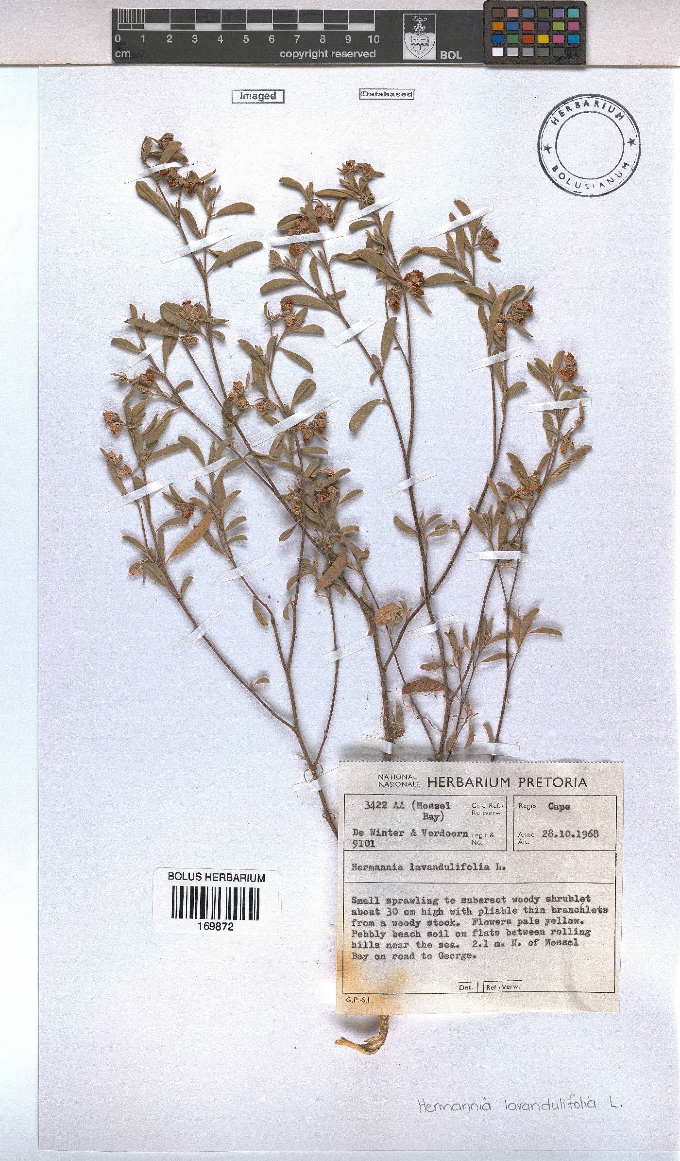 Hermannia lavandulifolia image