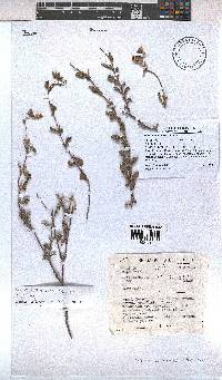 Hermannia rugosa image