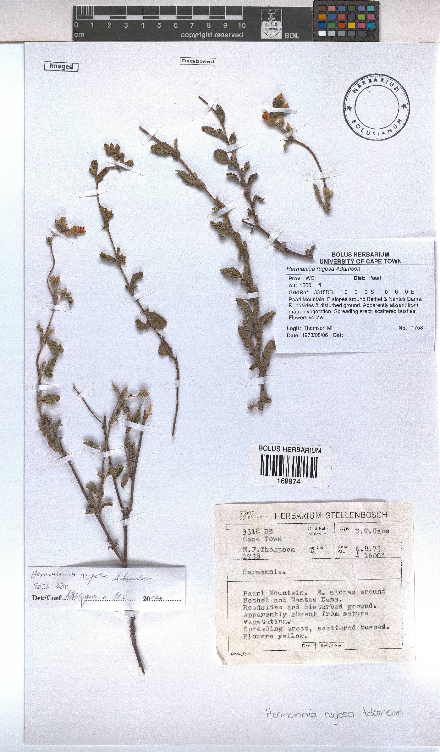 Hermannia rugosa image