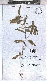 Image of Corchorus trilocularis