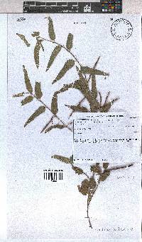 Image of Corchorus confusus