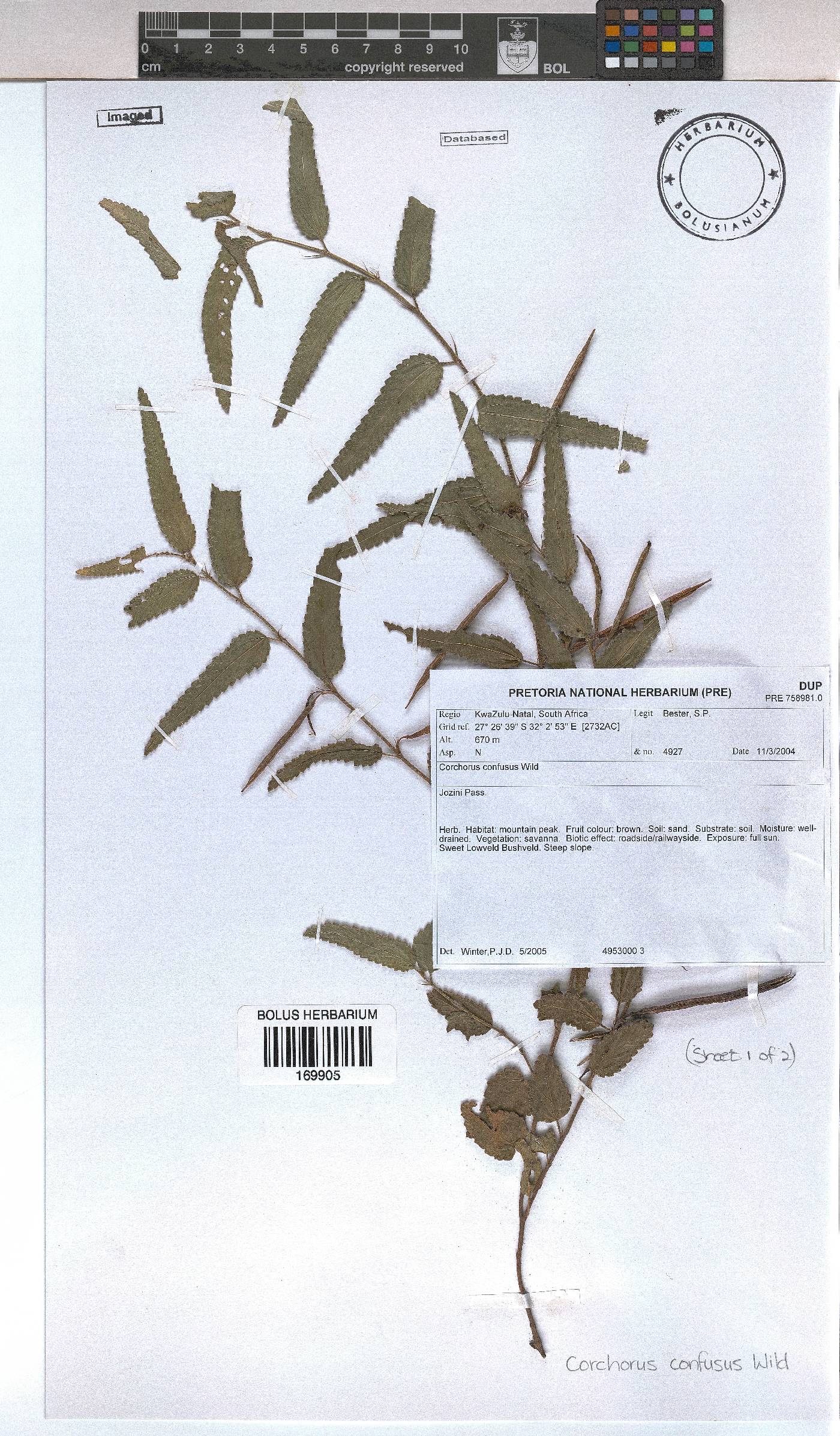 Corchorus confusus image