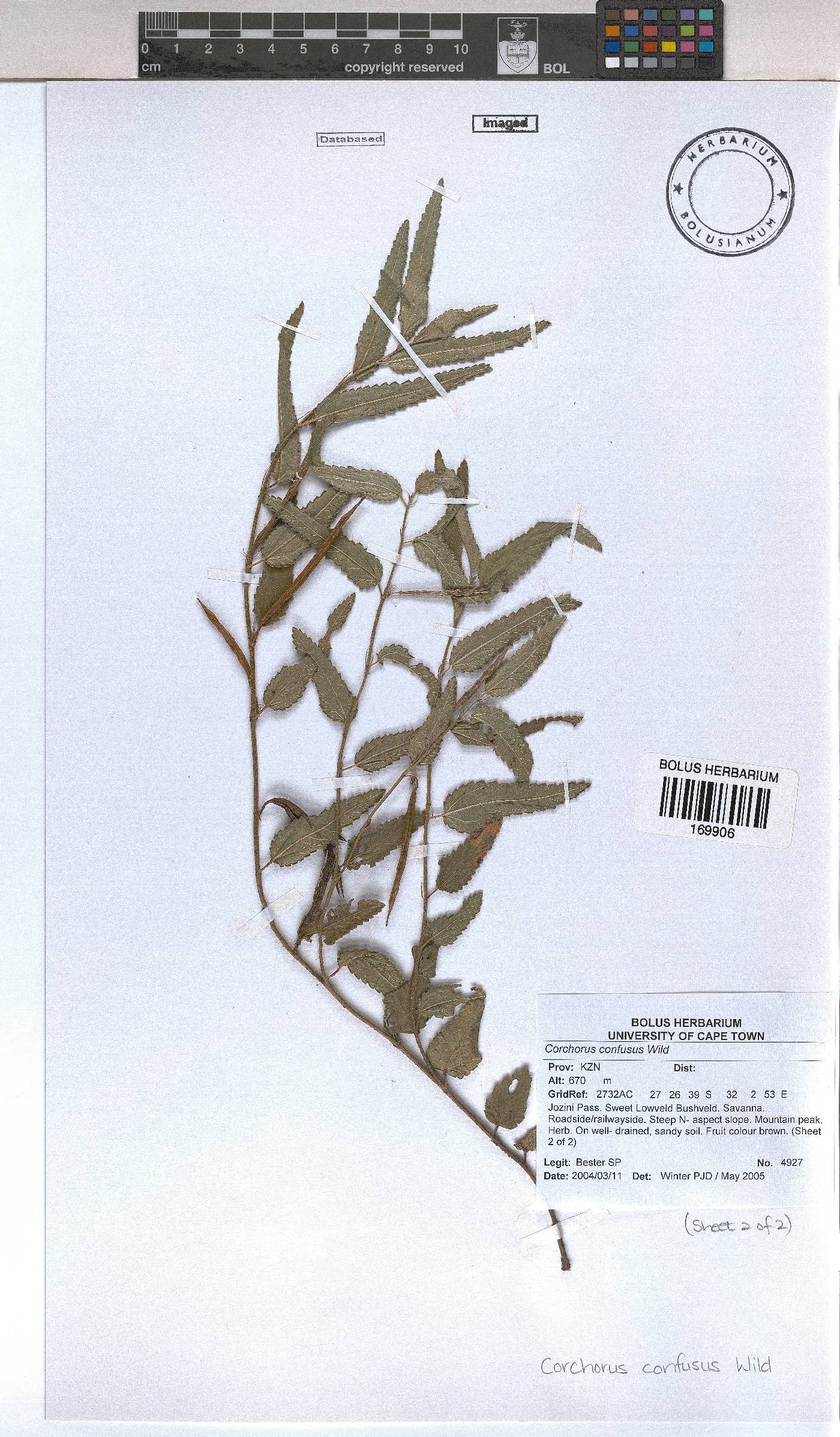 Corchorus confusus image