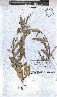 Corchorus trilocularis image