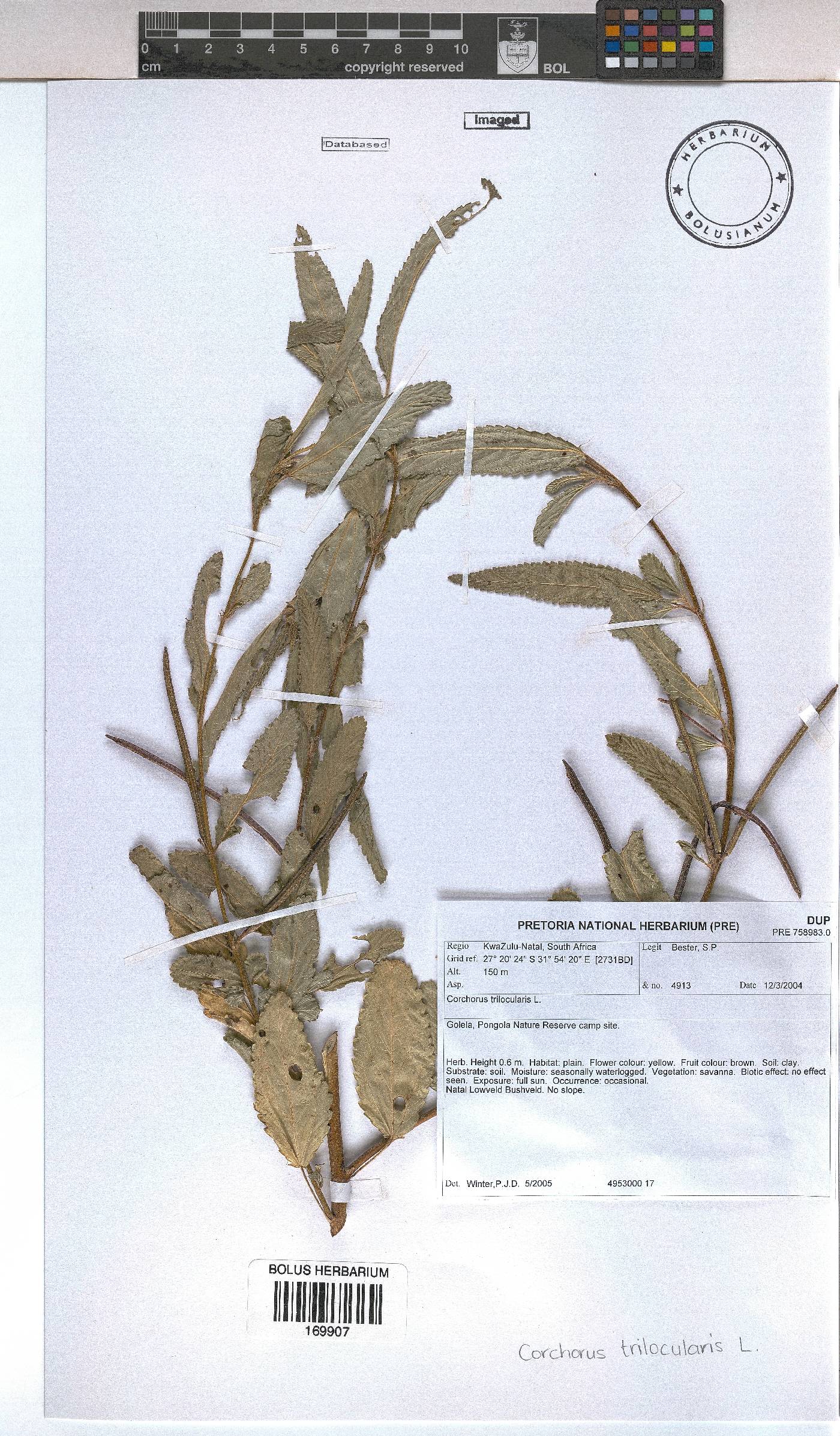Corchorus trilocularis image
