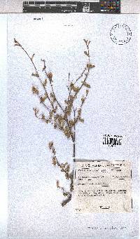Hermannia multiflora image