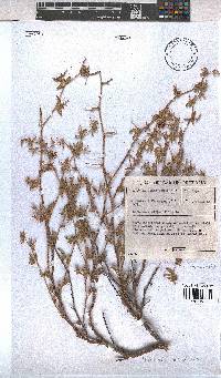 Hermannia althaeifolia image