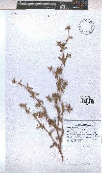 Hermannia althaeifolia image