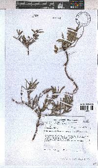 Corchorus asplenifolius image