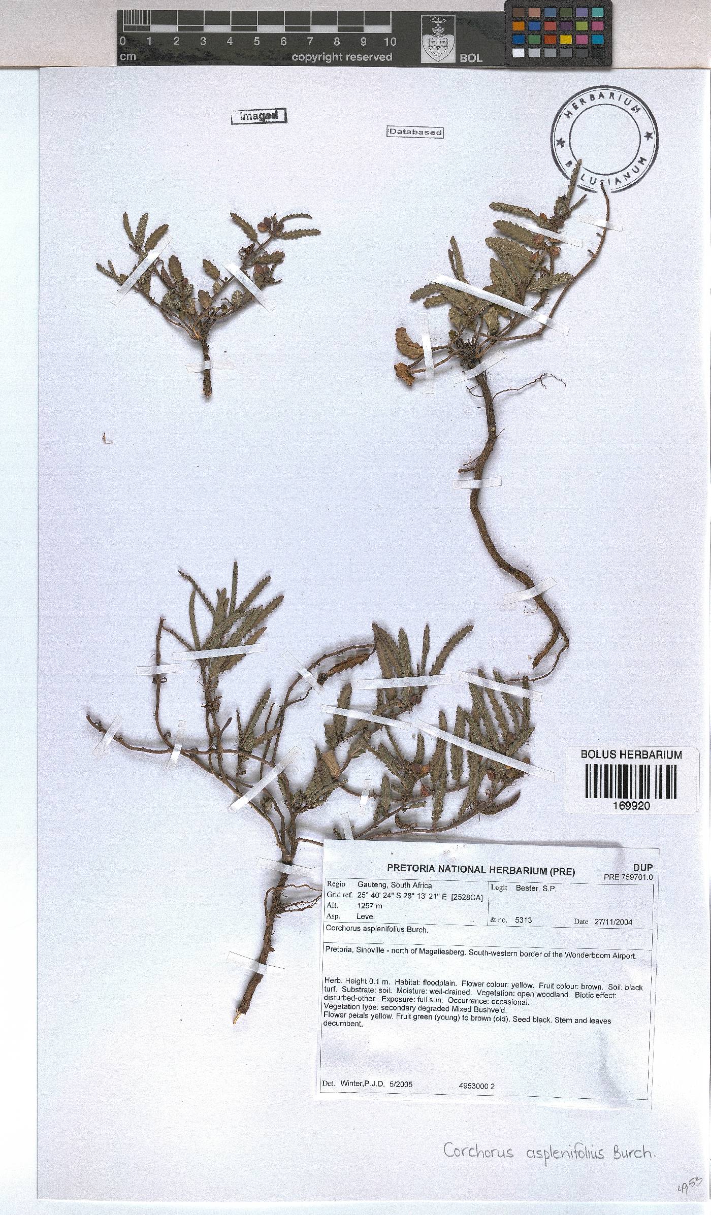 Corchorus image