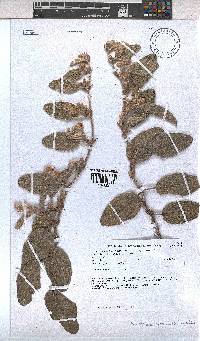 Hermannia geniculata image