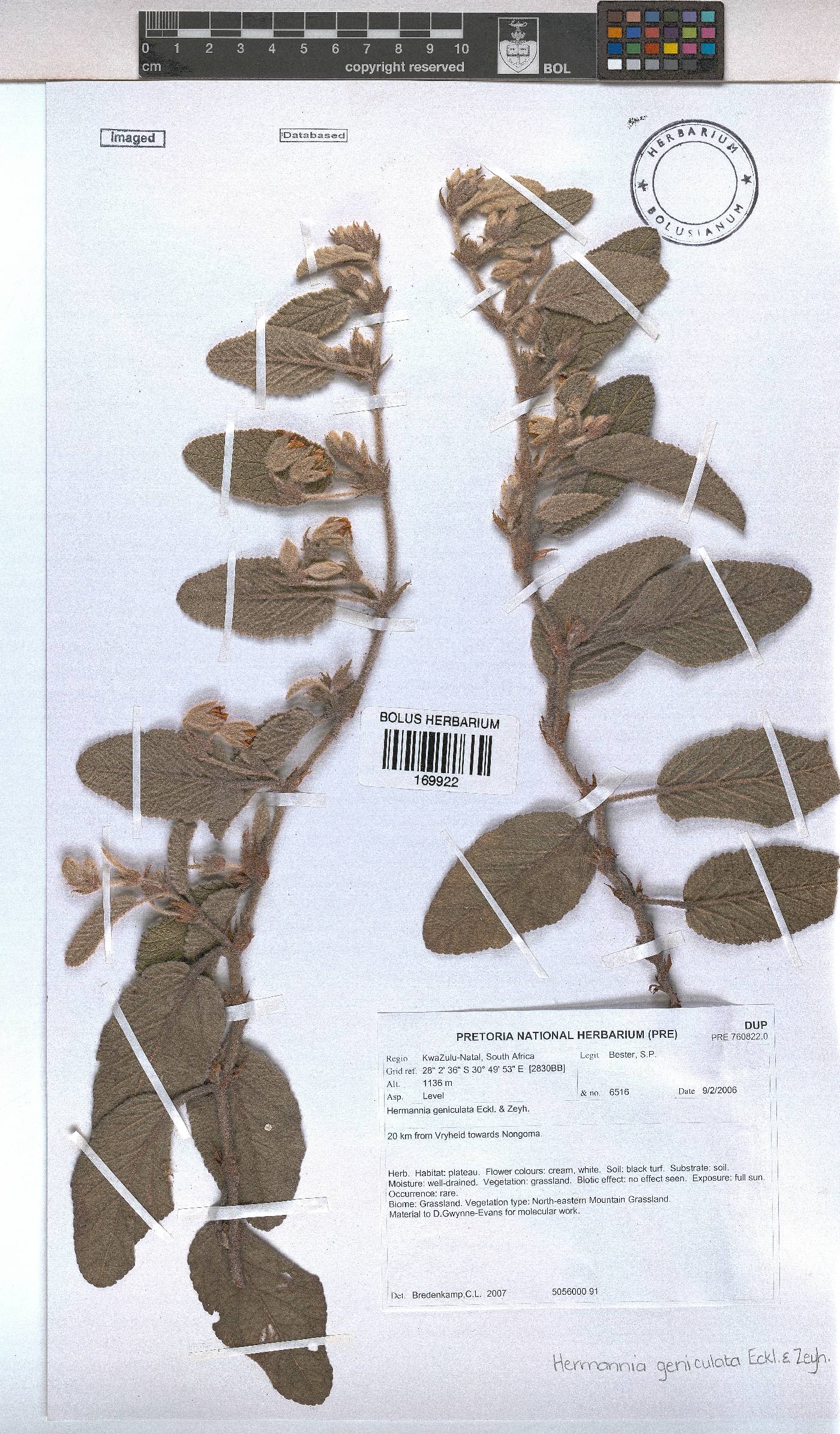 Hermannia geniculata image