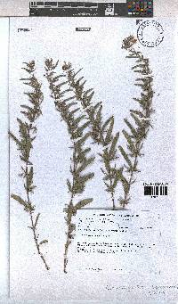 Hermannia grandistipula image