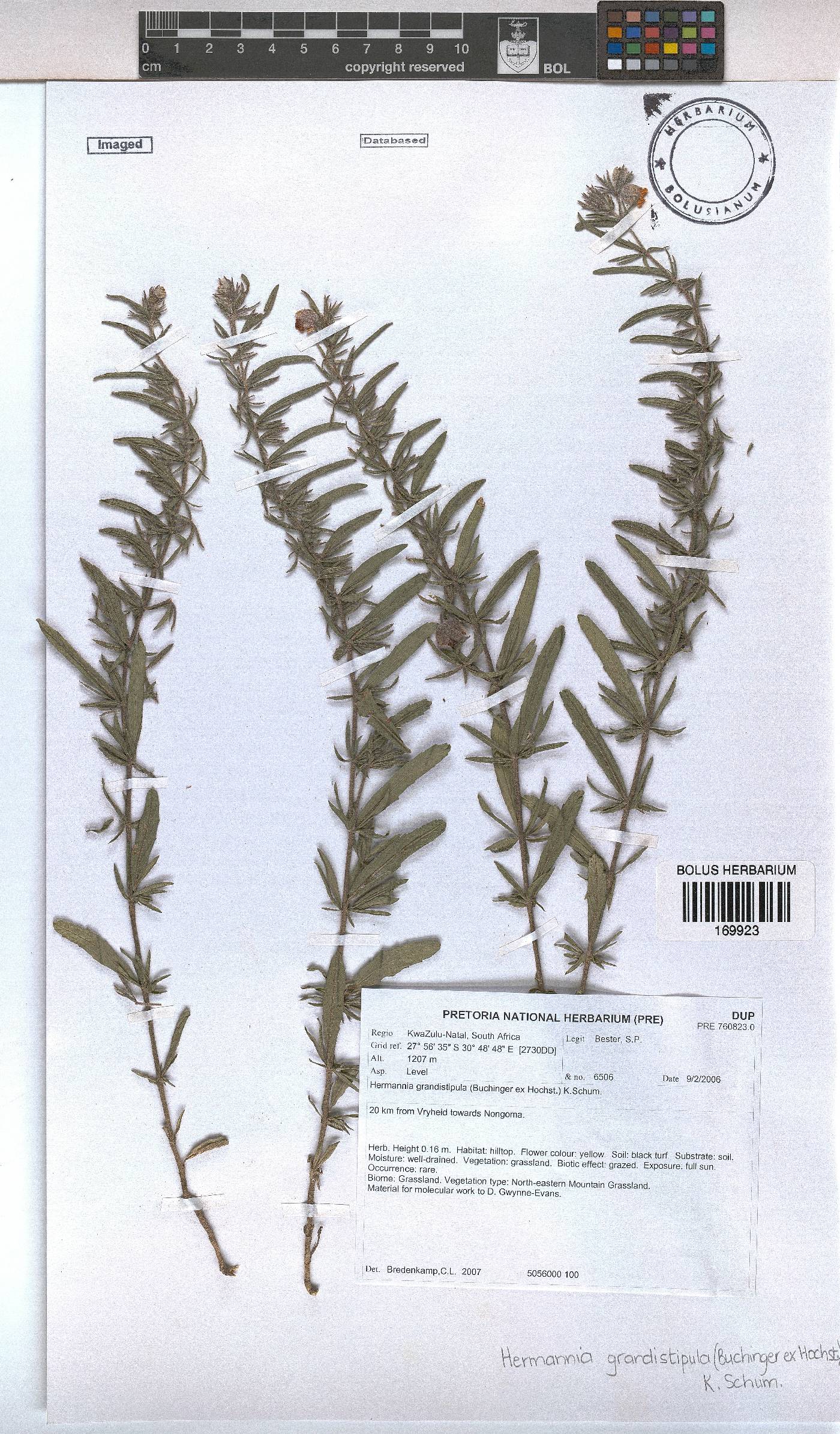 Hermannia grandistipula image