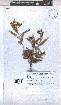 Melhania prostrata image