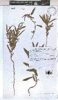 Corchorus asplenifolius image