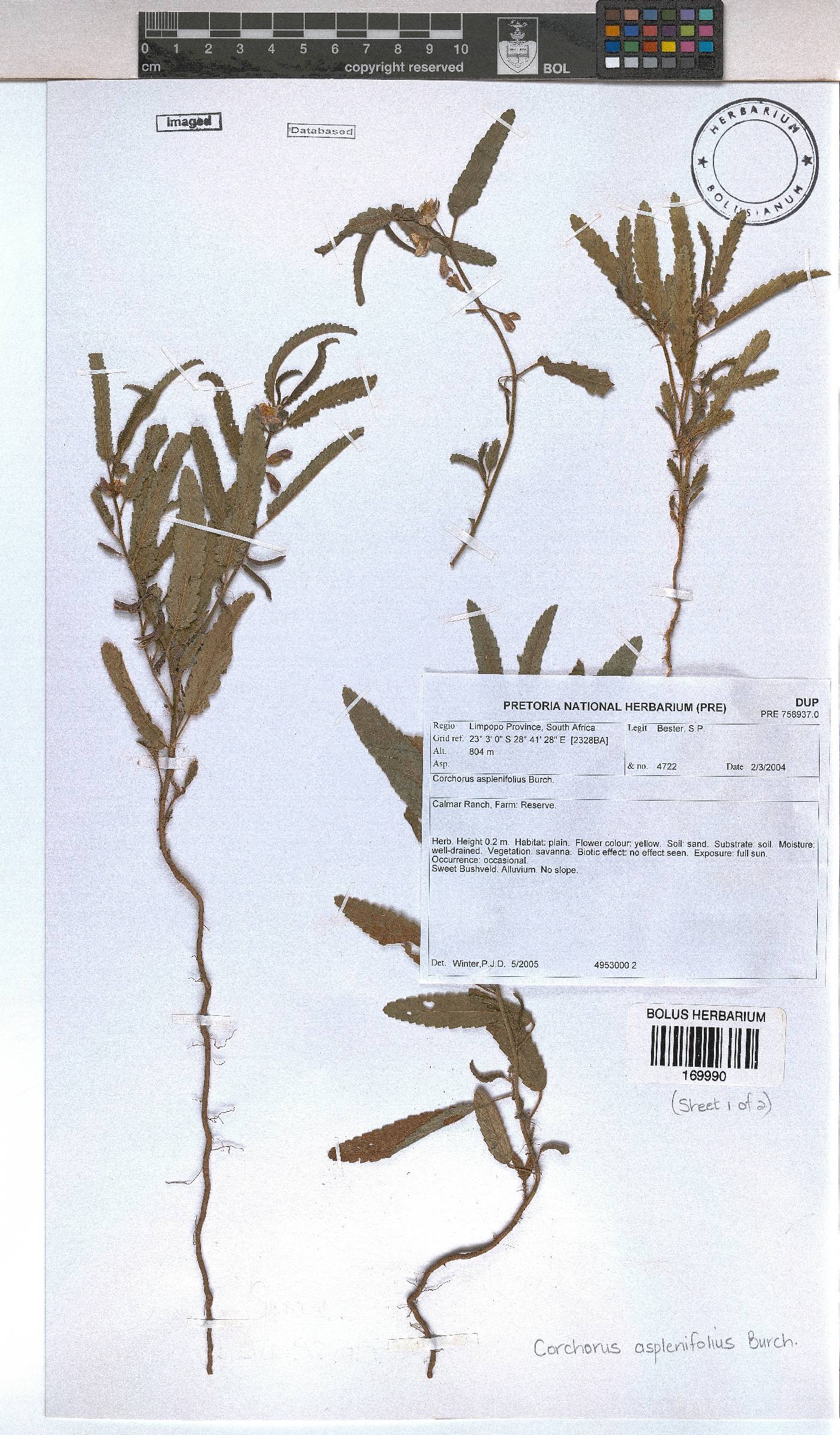 Corchorus image