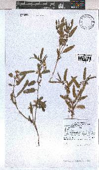 Corchorus asplenifolius image
