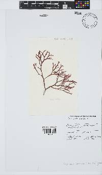 Image of Gracilaria corticata