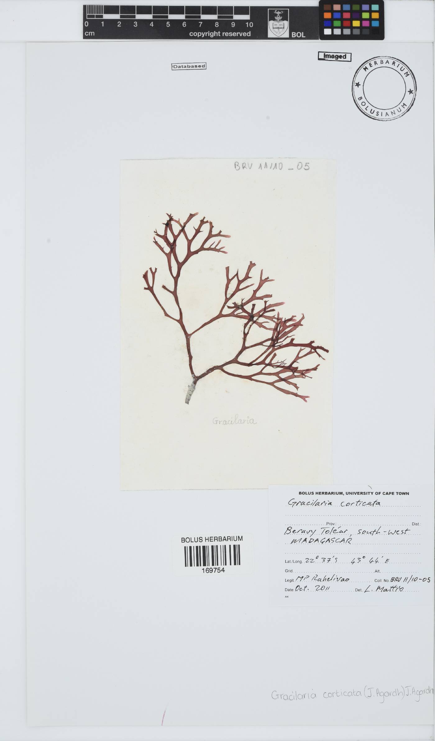 Gracilaria corticata image