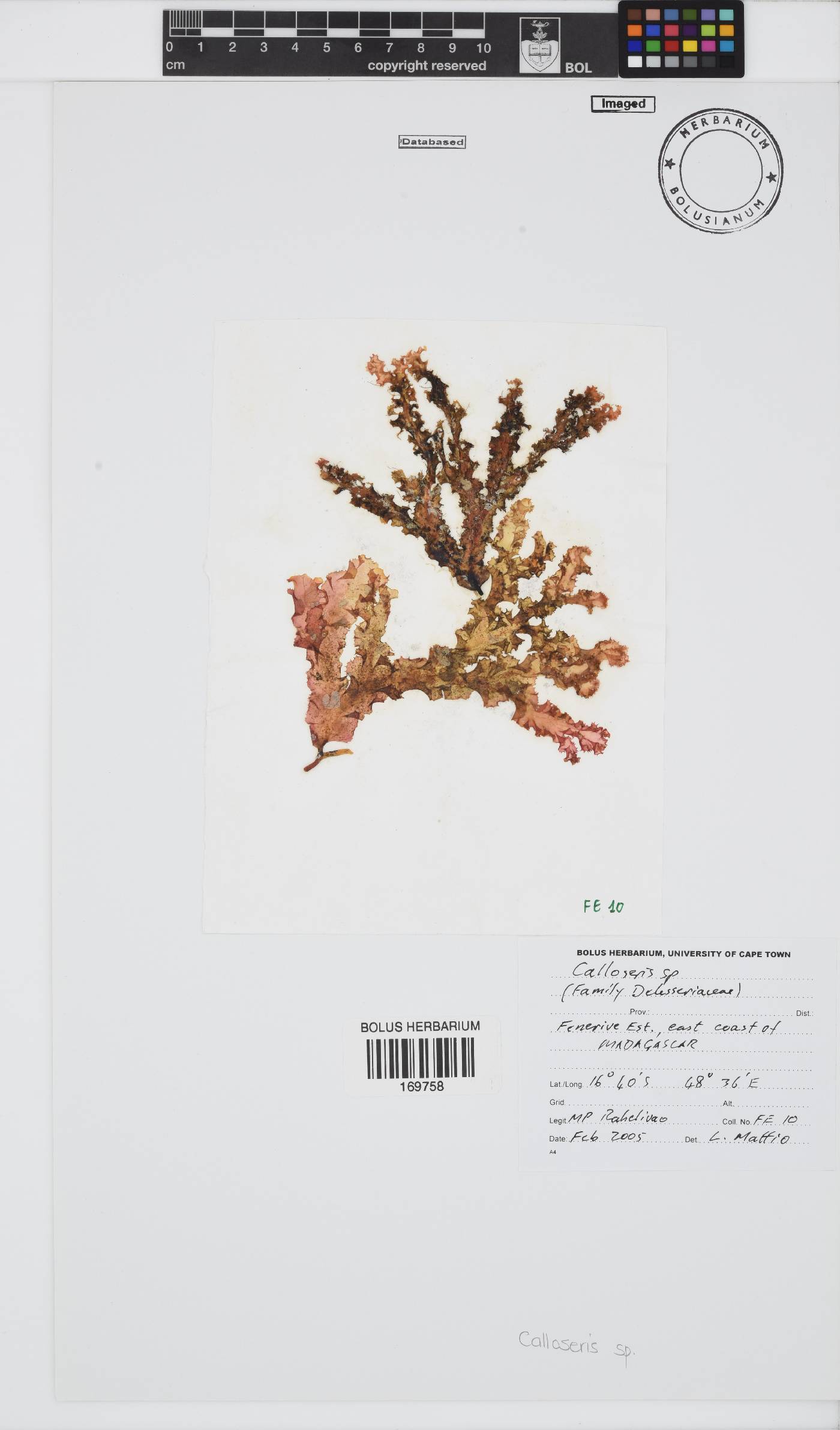 Calloseris image