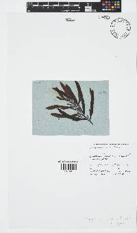 Sargassum incisifolium image