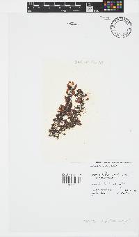 Sargassum polycystum image