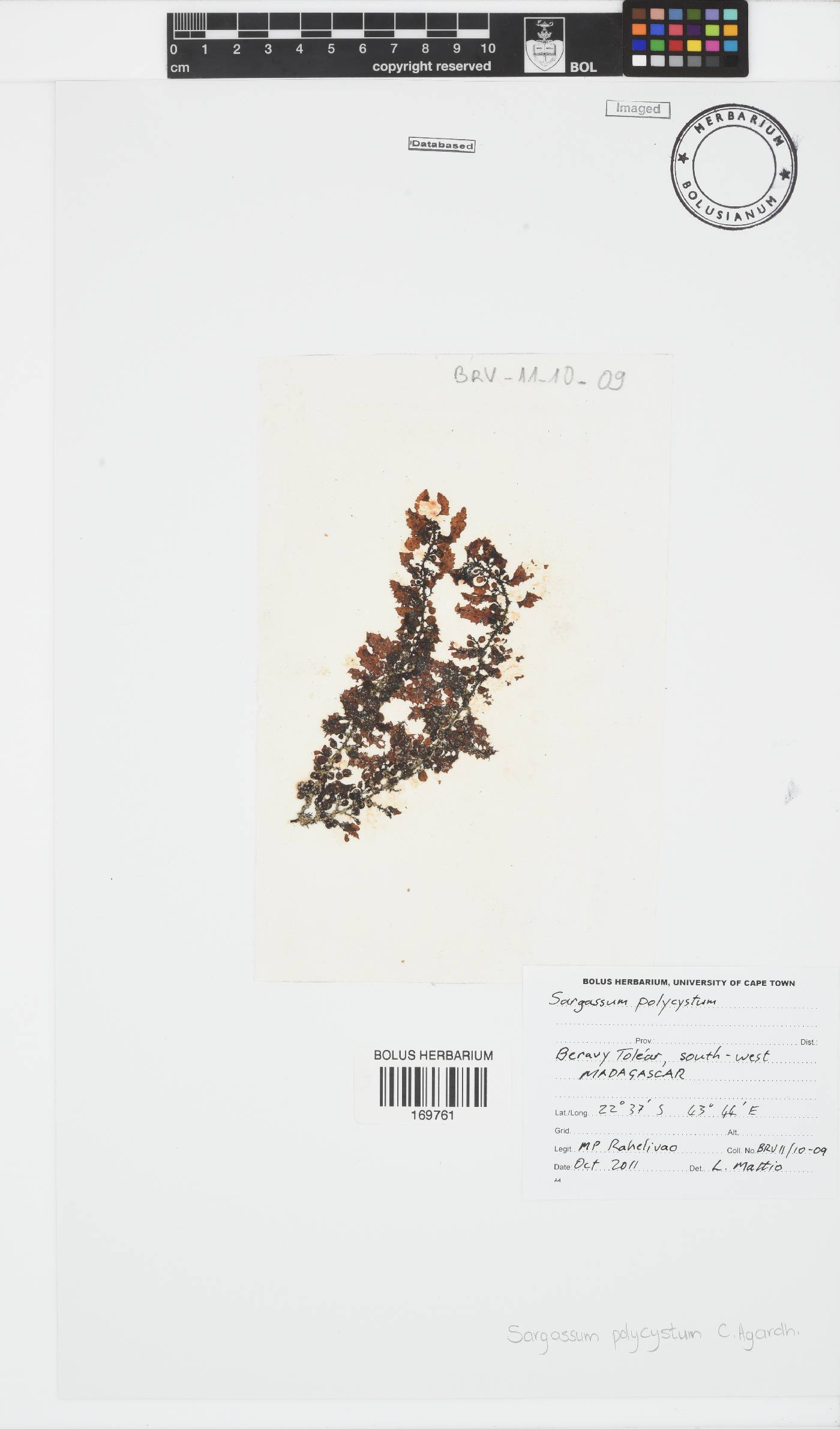 Sargassum polycystum image