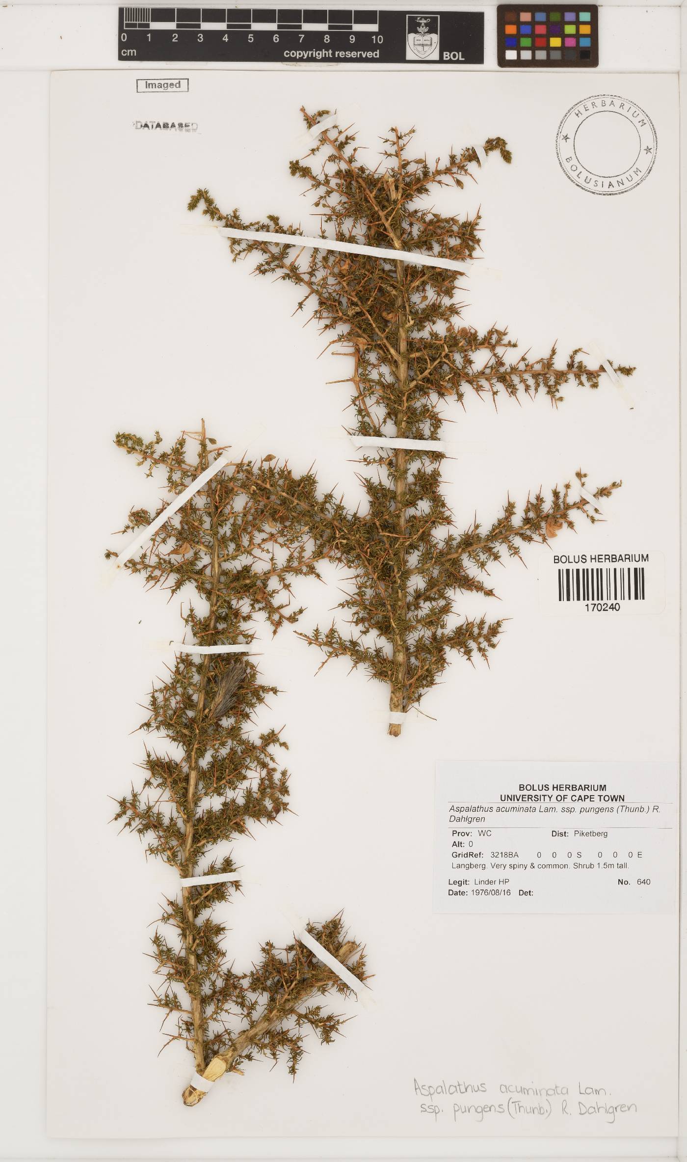 Aspalathus acuminata subsp. pungens image