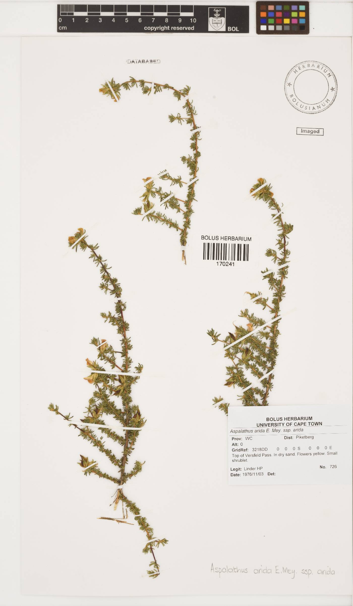 Aspalathus arida subsp. arida image