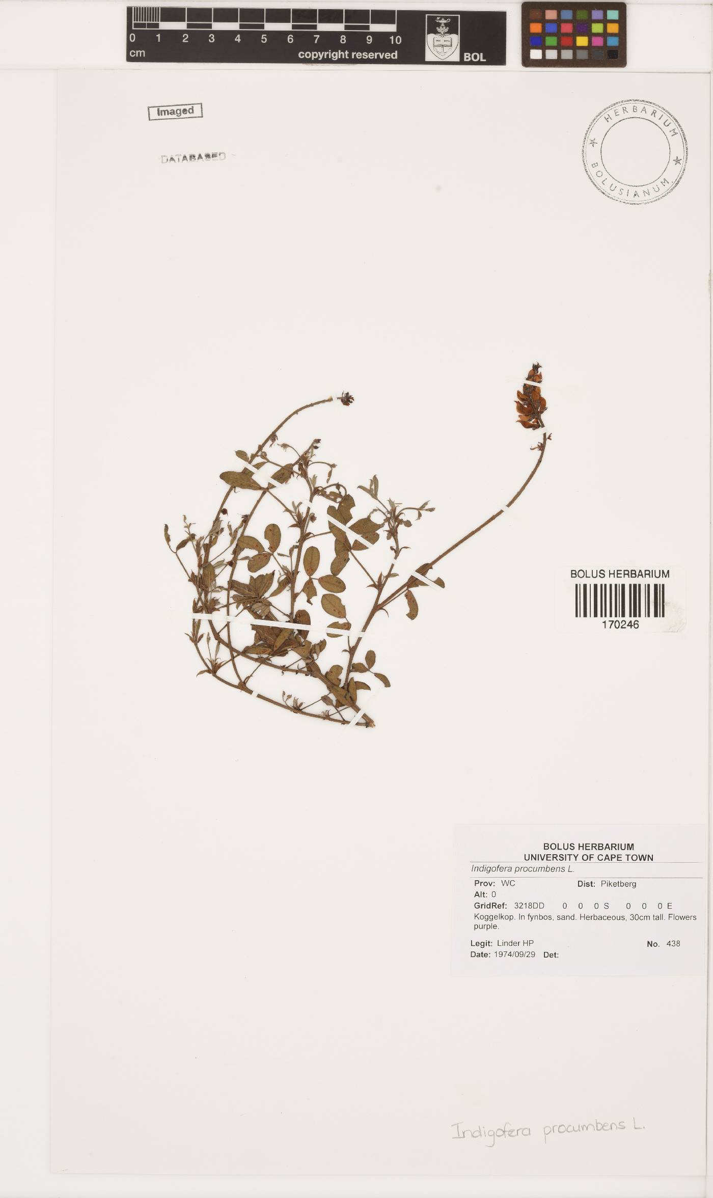 Indigofera amoena image